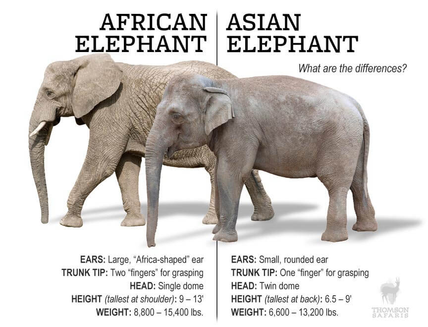 Difference between Asian and African Elephants