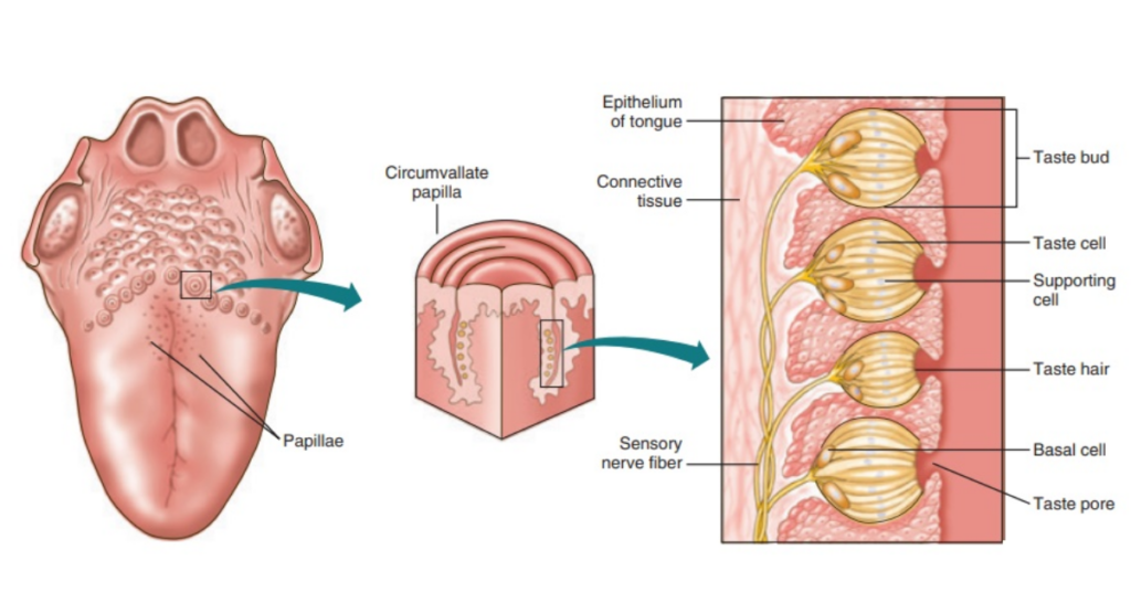 5 important questions on tongue cancer | Tongue Anatomy | Specialist Dental Group, Singapore