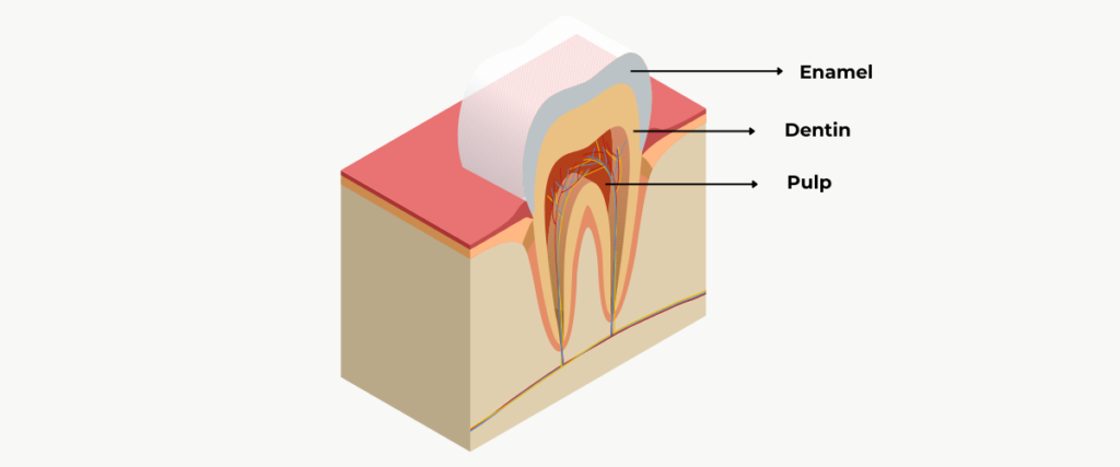 Anatomy of a human tooth | comprehensive guide to root canal treatment | specialist dental group blog | endodontics | endodontist