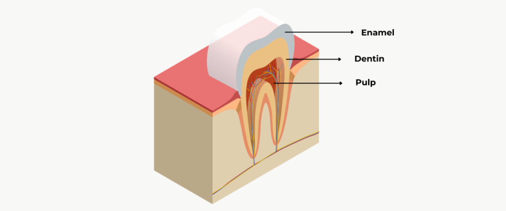 Anatomy of a human tooth | Tooth Whitening Blog | A Comprehensive Guide to Teeth Whitening Treatment | Dr Steven Soo